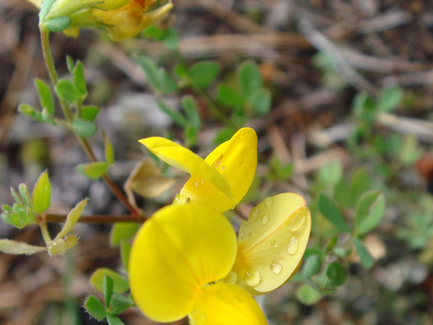 Лядвенец рогатый - Lotus corniculatus