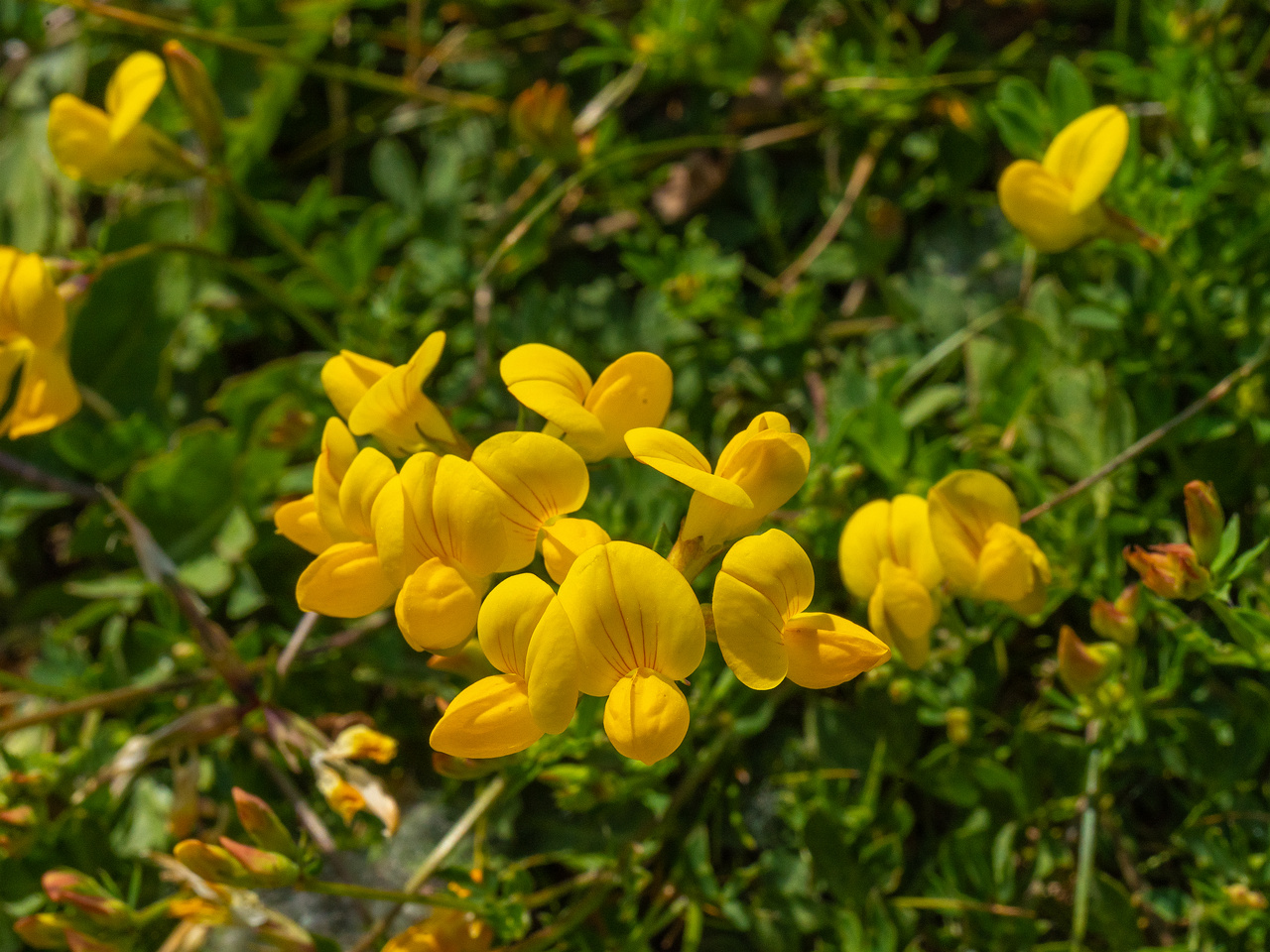 _lahekalda_near_building_area_field-304284