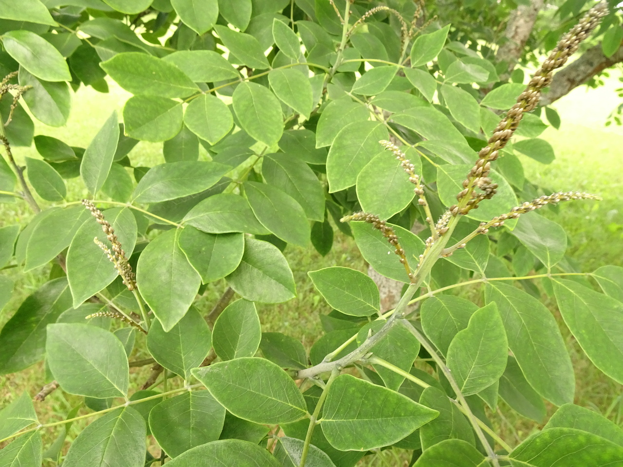 DSC04250