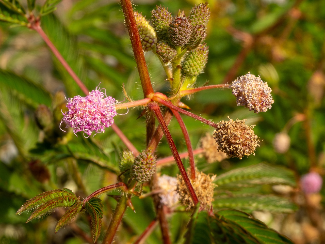 Mimosa pudica _2025-08-19_1-2