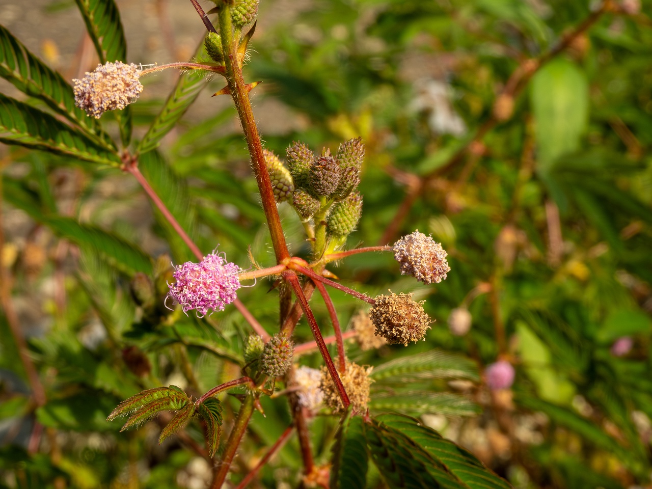 Mimosa pudica _2025-08-19_1-3