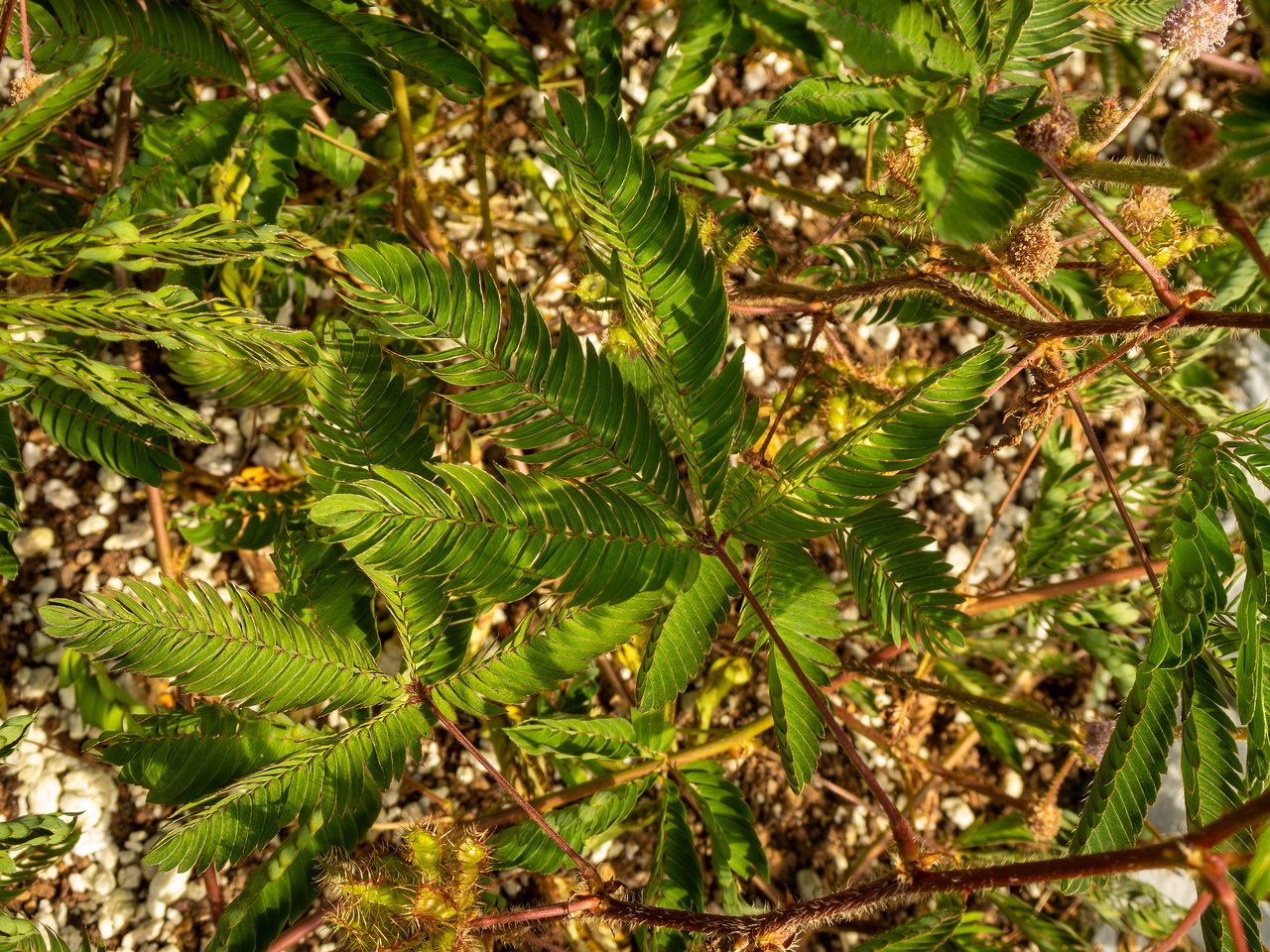 Mimosa pudica _2025-08-19_1-5