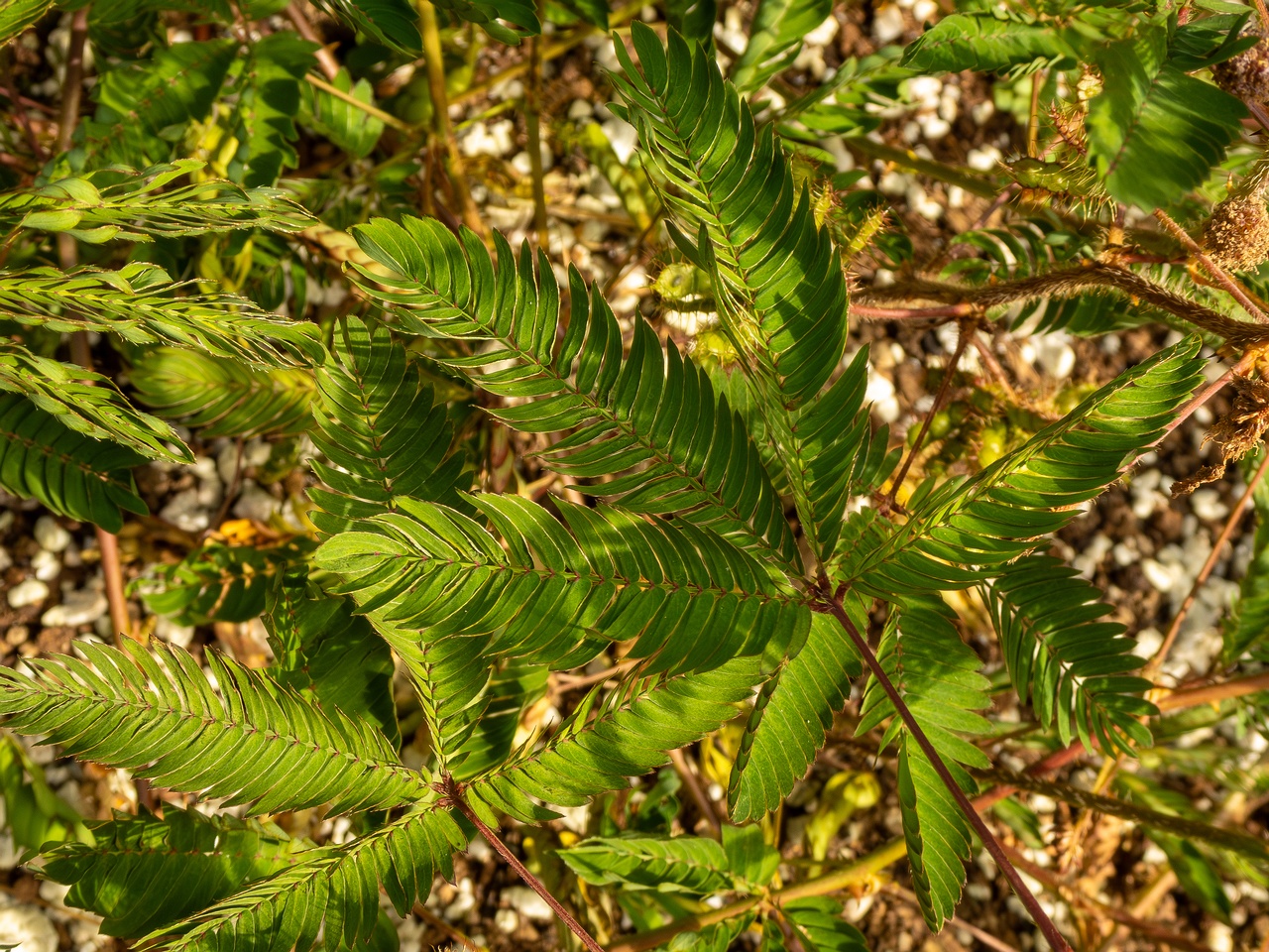 Mimosa pudica _2025-08-19_1-6