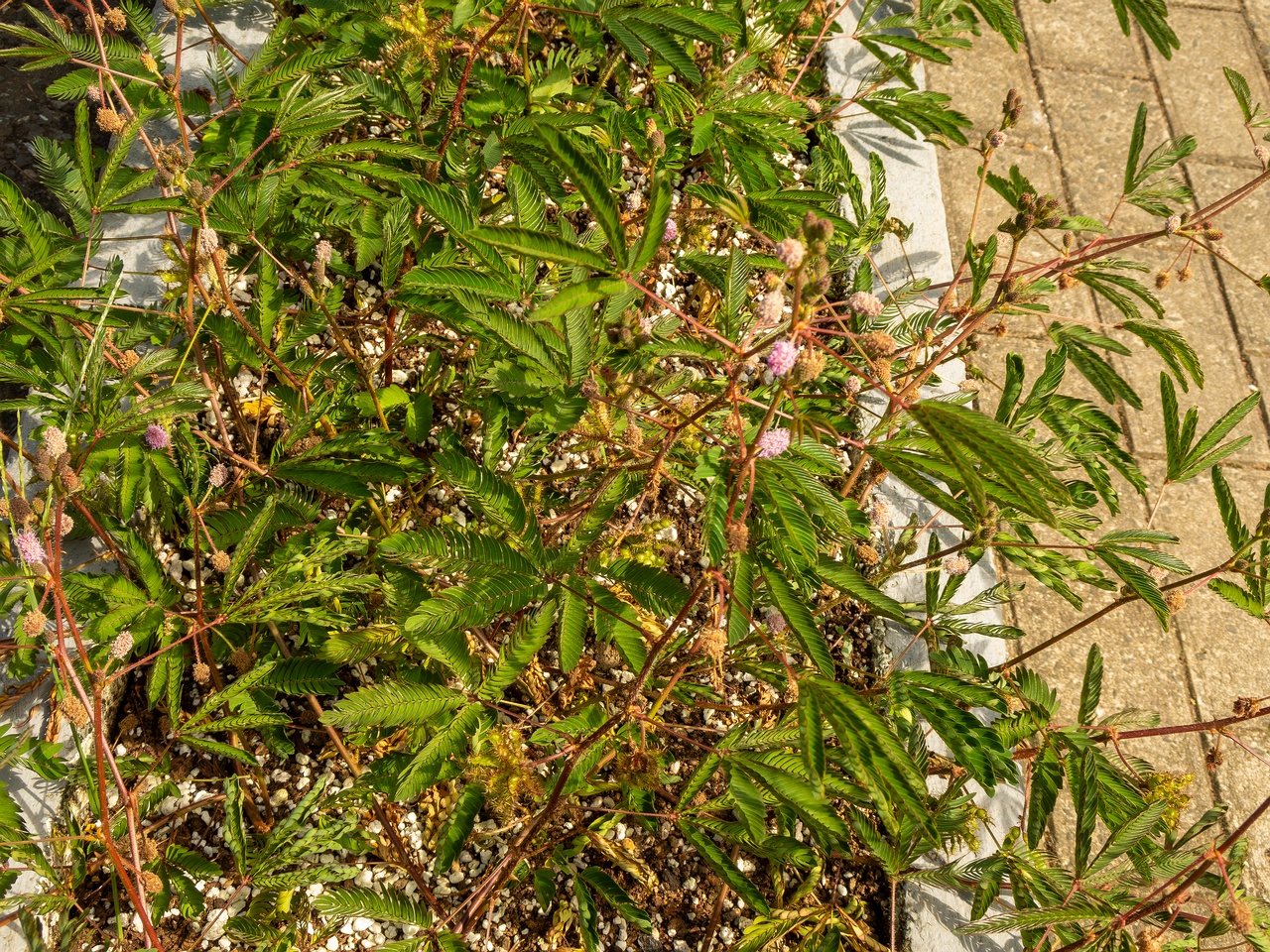 Mimosa pudica _2025-08-19_1-7