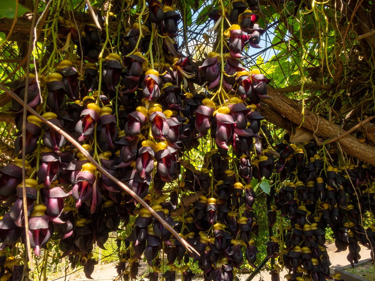Mucuna sempervirens _2025-05-13_1-1