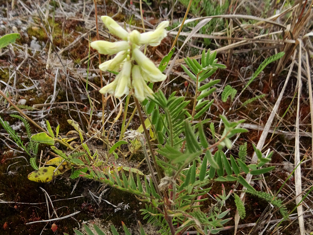 Остролодочник волосистый - Oxytropis pilosa