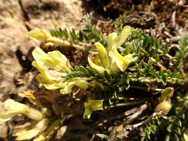 Остролодочник равнинный - Oxytropis campestris