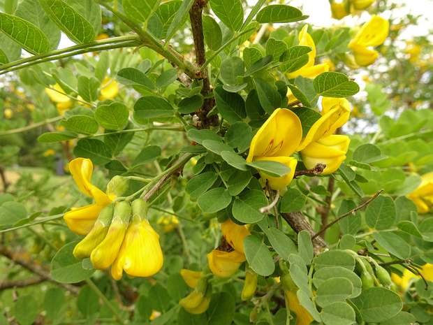 Пузырник древовидный - Colutea arborescens