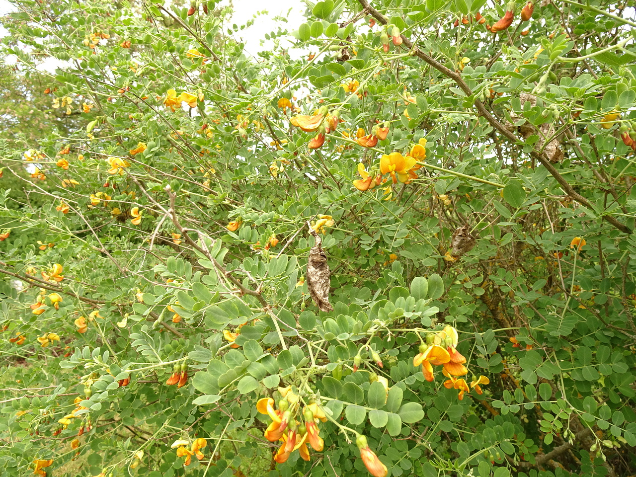 DSC04211