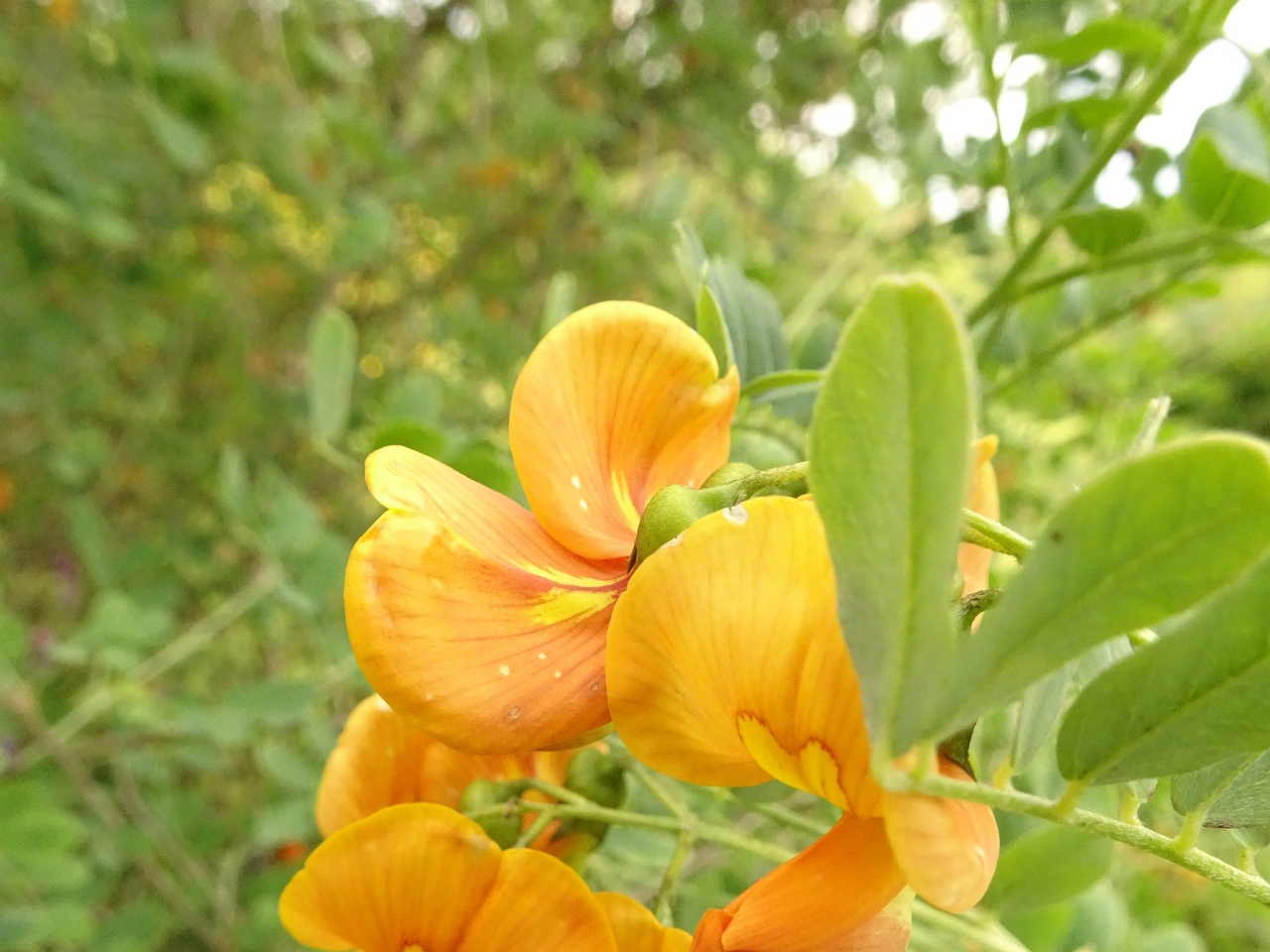 DSC09423