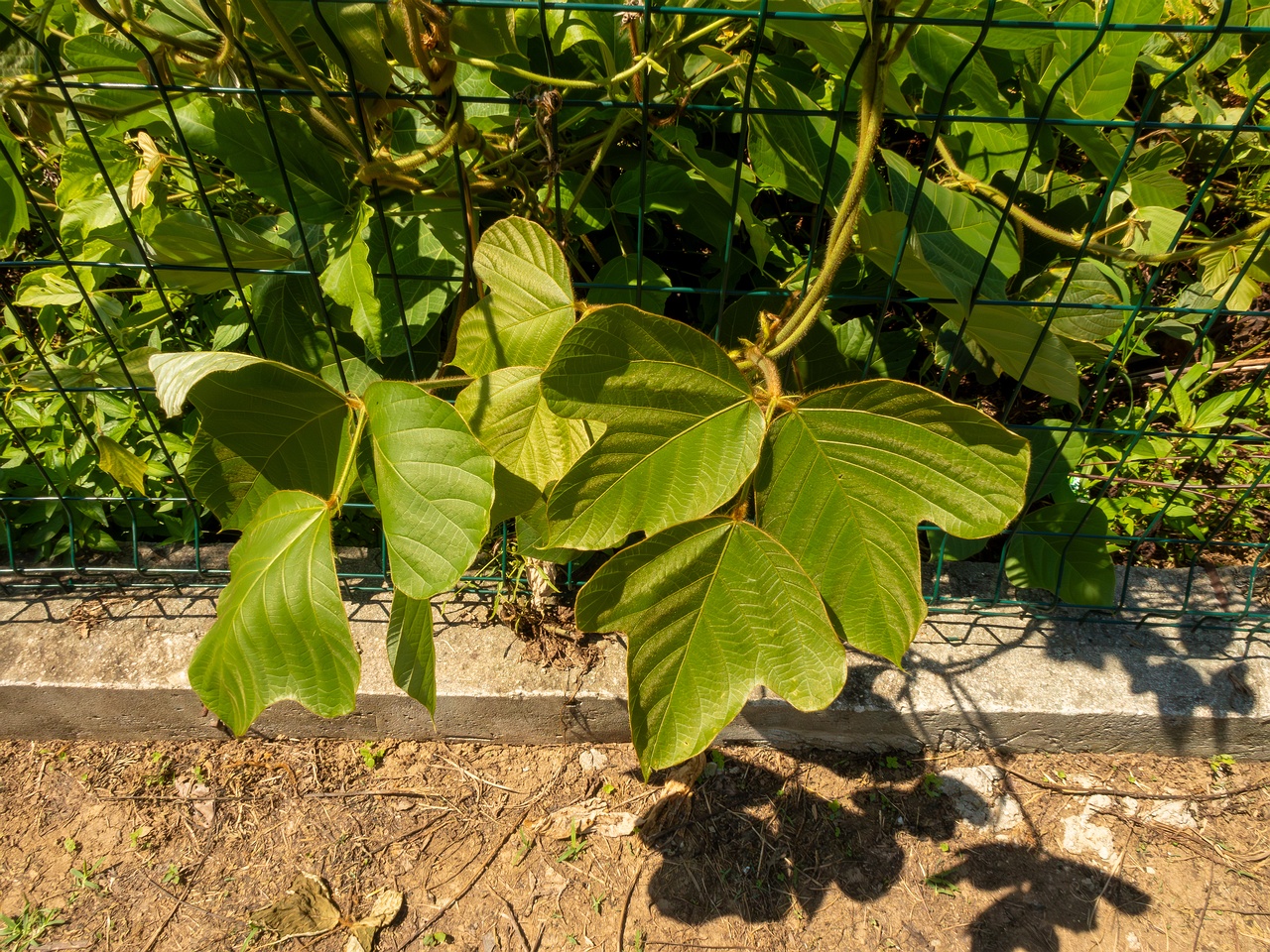 Pueraria montana _2025-08-19_1-1