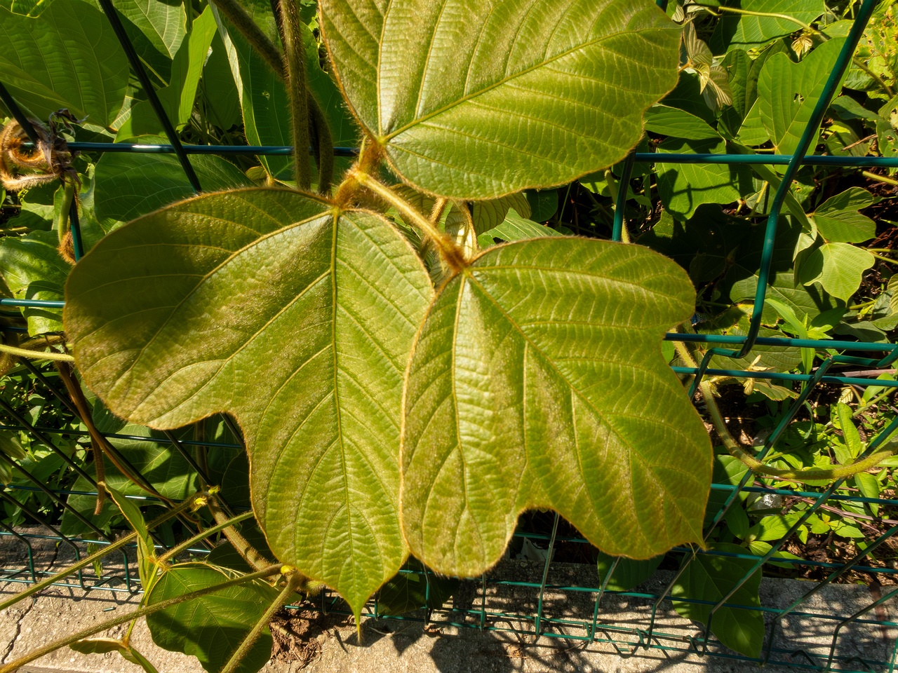 Pueraria montana _2025-08-19_1-2