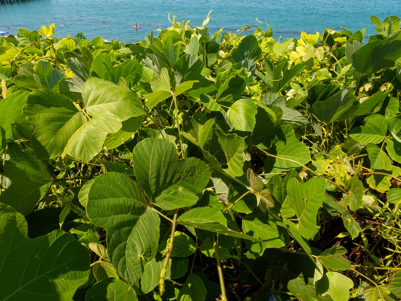 Pueraria montana _2025-08-19_1-3