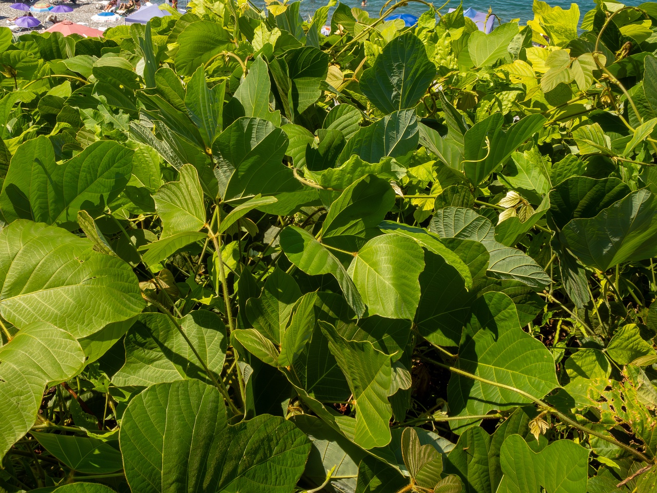 Pueraria montana _2025-08-19_1-5