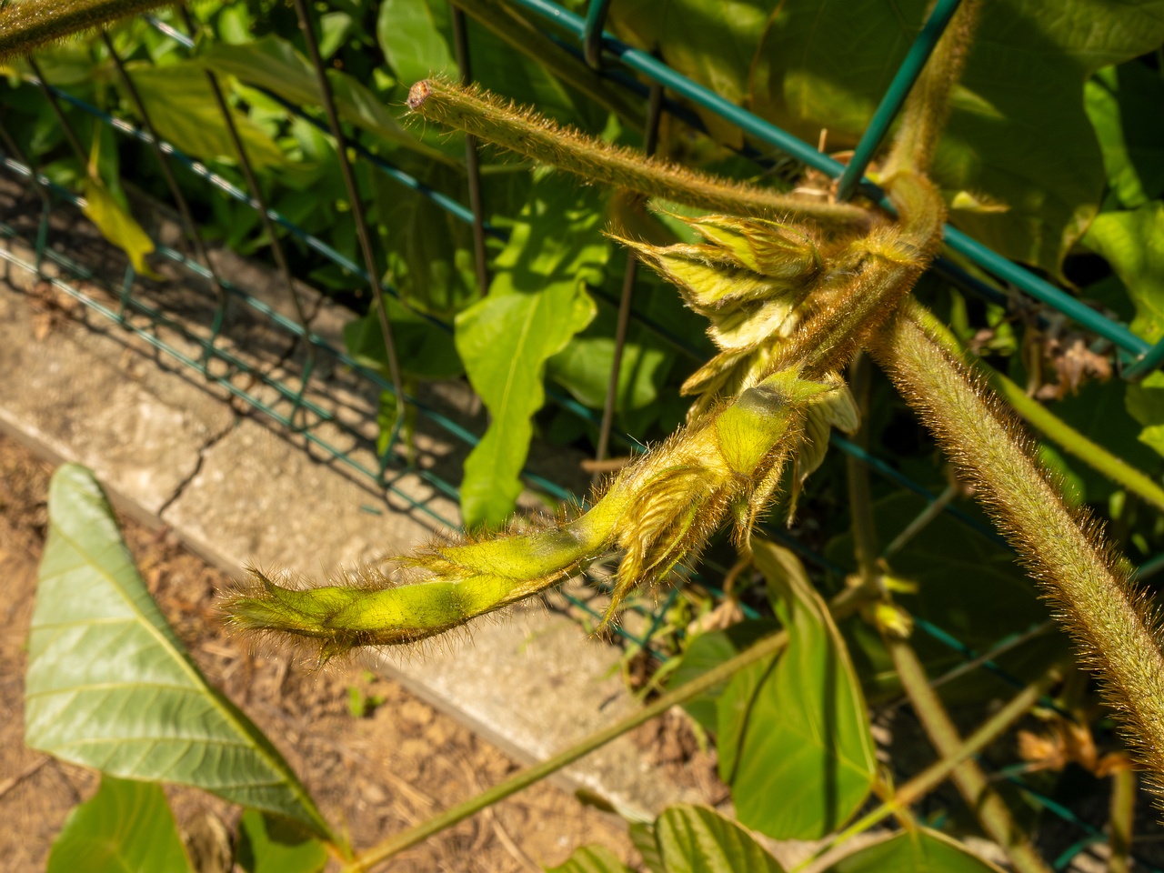 Pueraria montana _2025-08-19_1-6