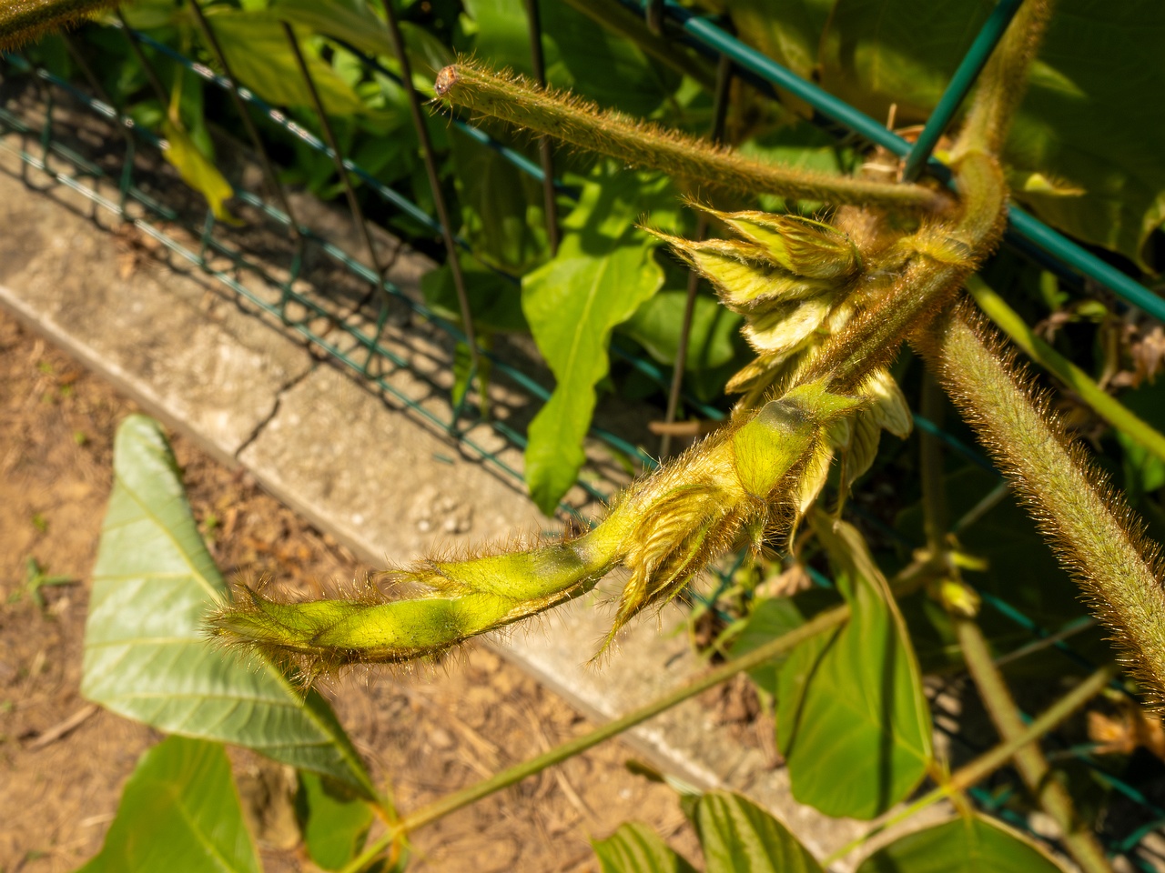 Pueraria montana _2025-08-19_1-7