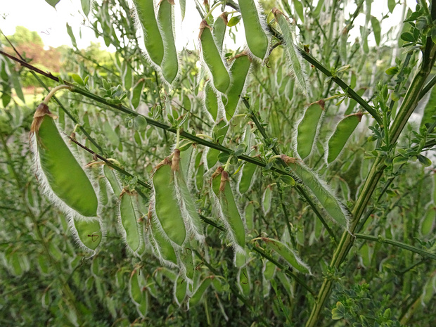 Ракитник венечный - Cytisus scoparius