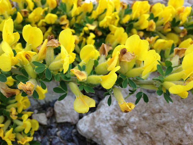 Ракитник русский - Chamaecytisus ruthenicus
