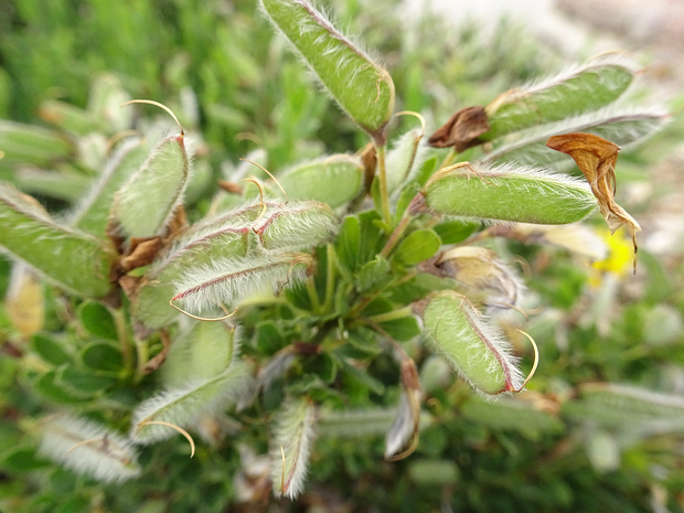 Ракитник стелющийся - Cytisus decumbens