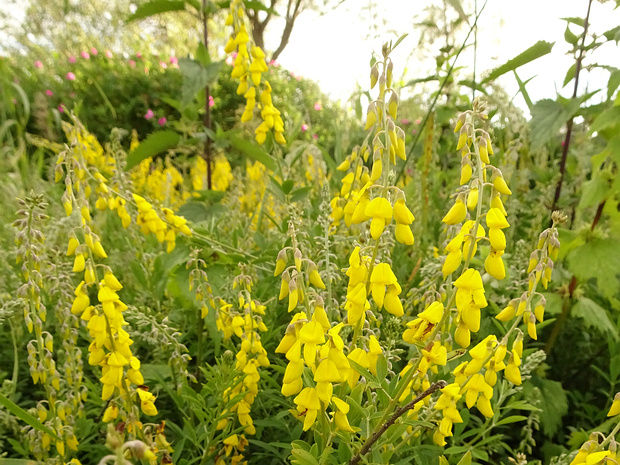 Ракитник чернеющий - Cytisus nigricans