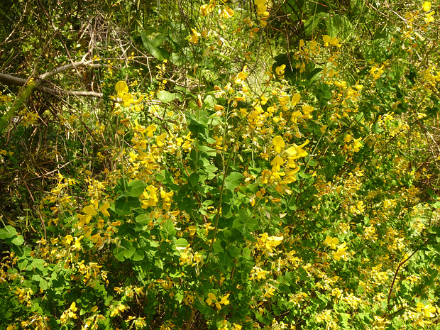 Ракитниколистник сидячелистный - Cytisophyllum sessilifolium