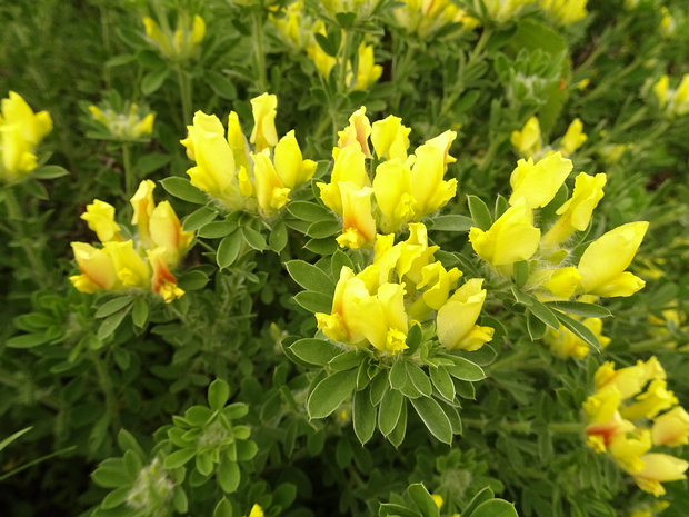 Ракитничек волосистый - Cytisus hirsutus