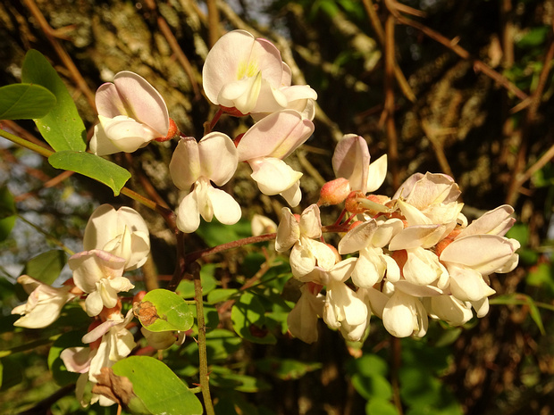 Робиния пышная - Robinia luxurians