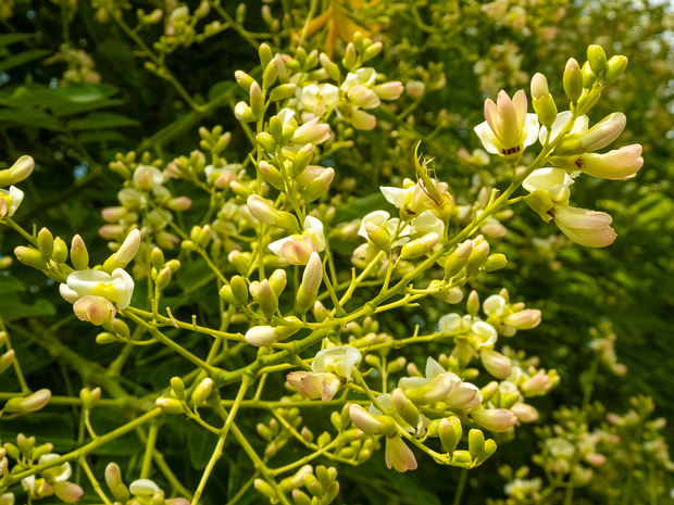 Софора японская - Styphnolobium japonicum