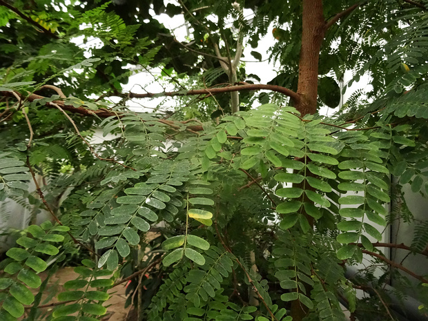 Тамаринд индийский - Tamarindus indica