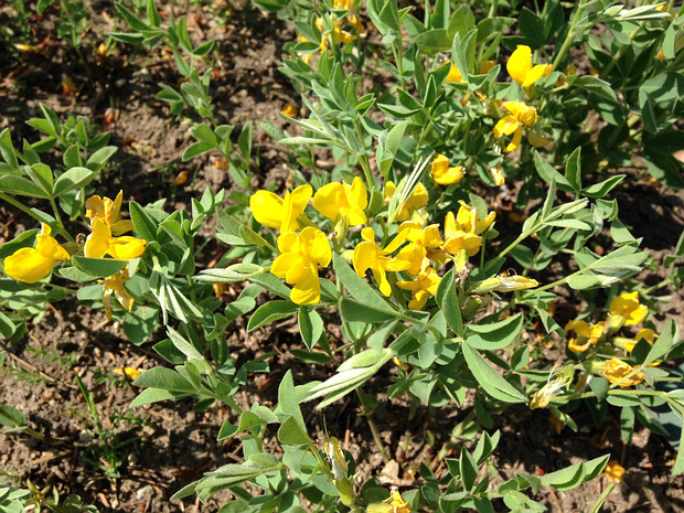 Термопсис ромболистный - Thermopsis rhombifolia