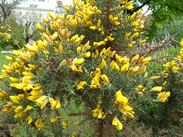 Утёсник европейский - Ulex europaeus