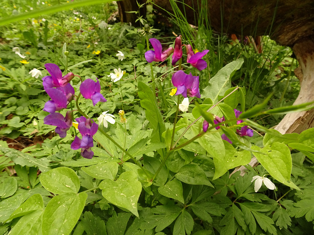 Чина весенняя - Lathyrus vernus