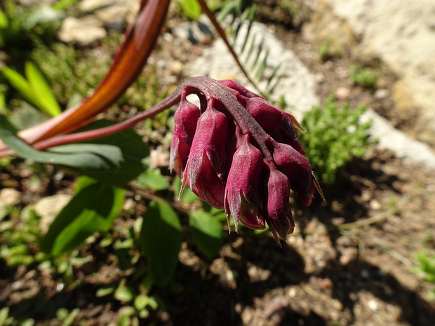 Чина гороховидная - Lathyrus pisiformis