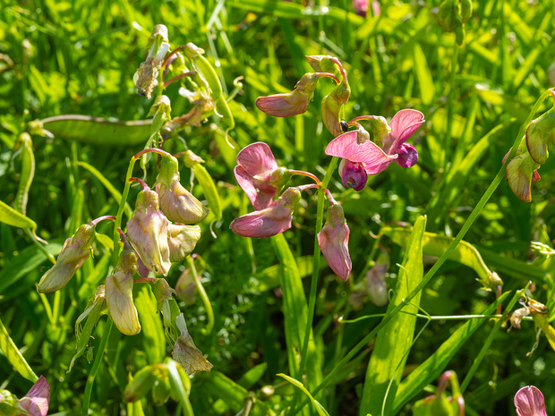 Чина лесная - Lathyrus sylvestris
