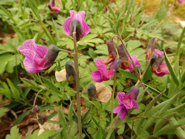 Чина льнолистная - Lathyrus linifolius