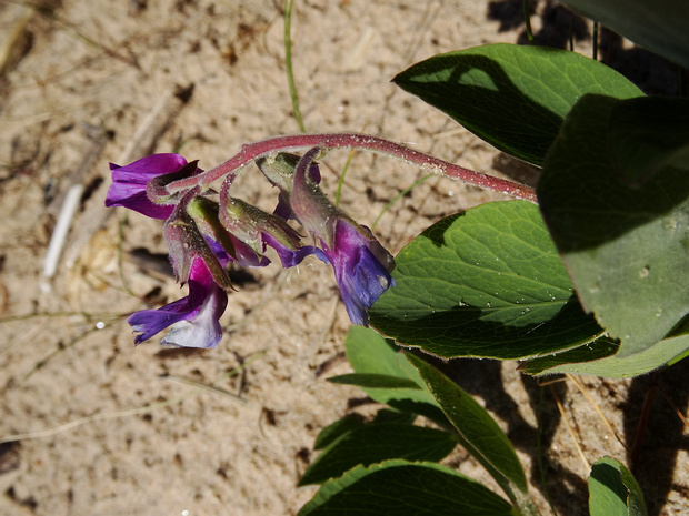 Чина японская, морской горох - Lathyrus japonicus
