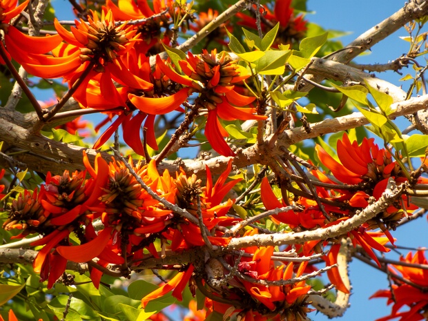 Эритрина свободнотычинковая - Erythrina lysistemon