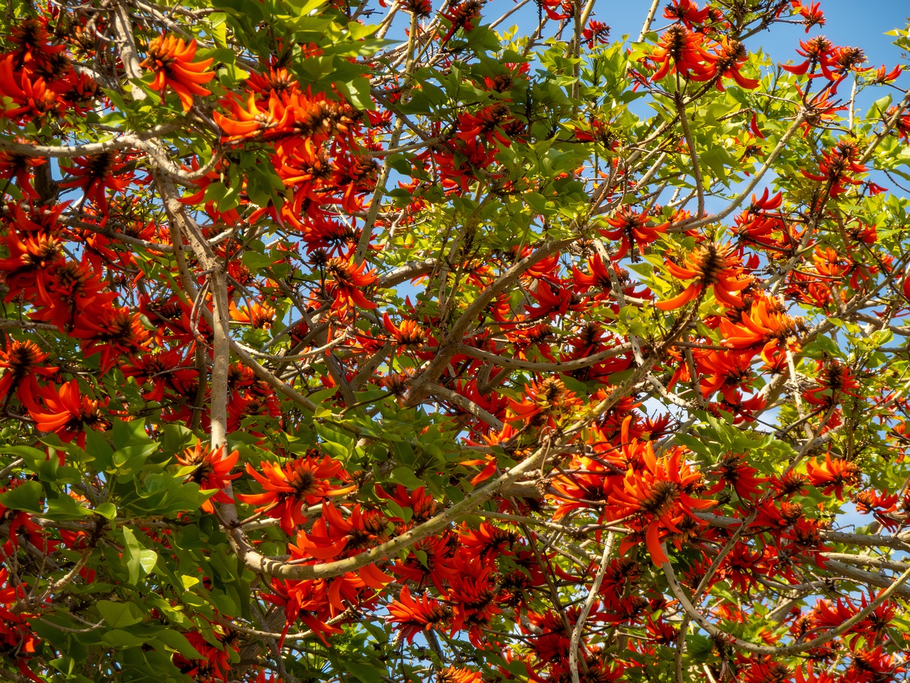 Erythrina lysistemon _2025-05-14_1-1