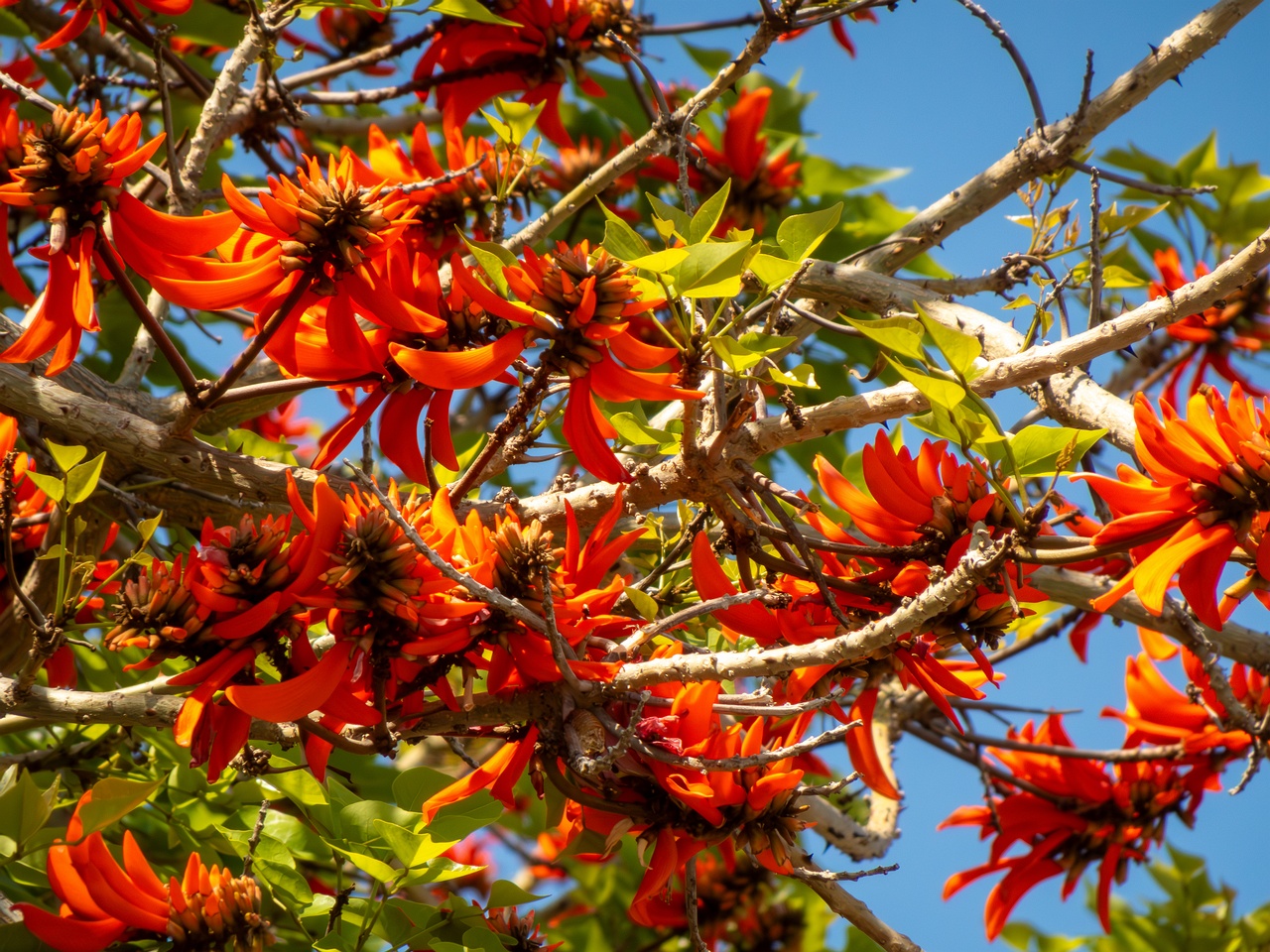 Erythrina lysistemon _2025-05-14_1-3