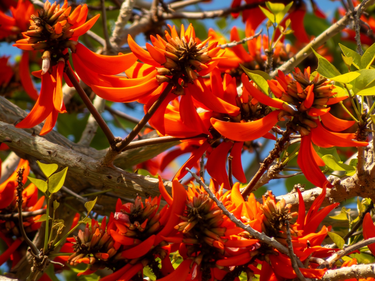 Erythrina lysistemon _2025-05-14_1-5