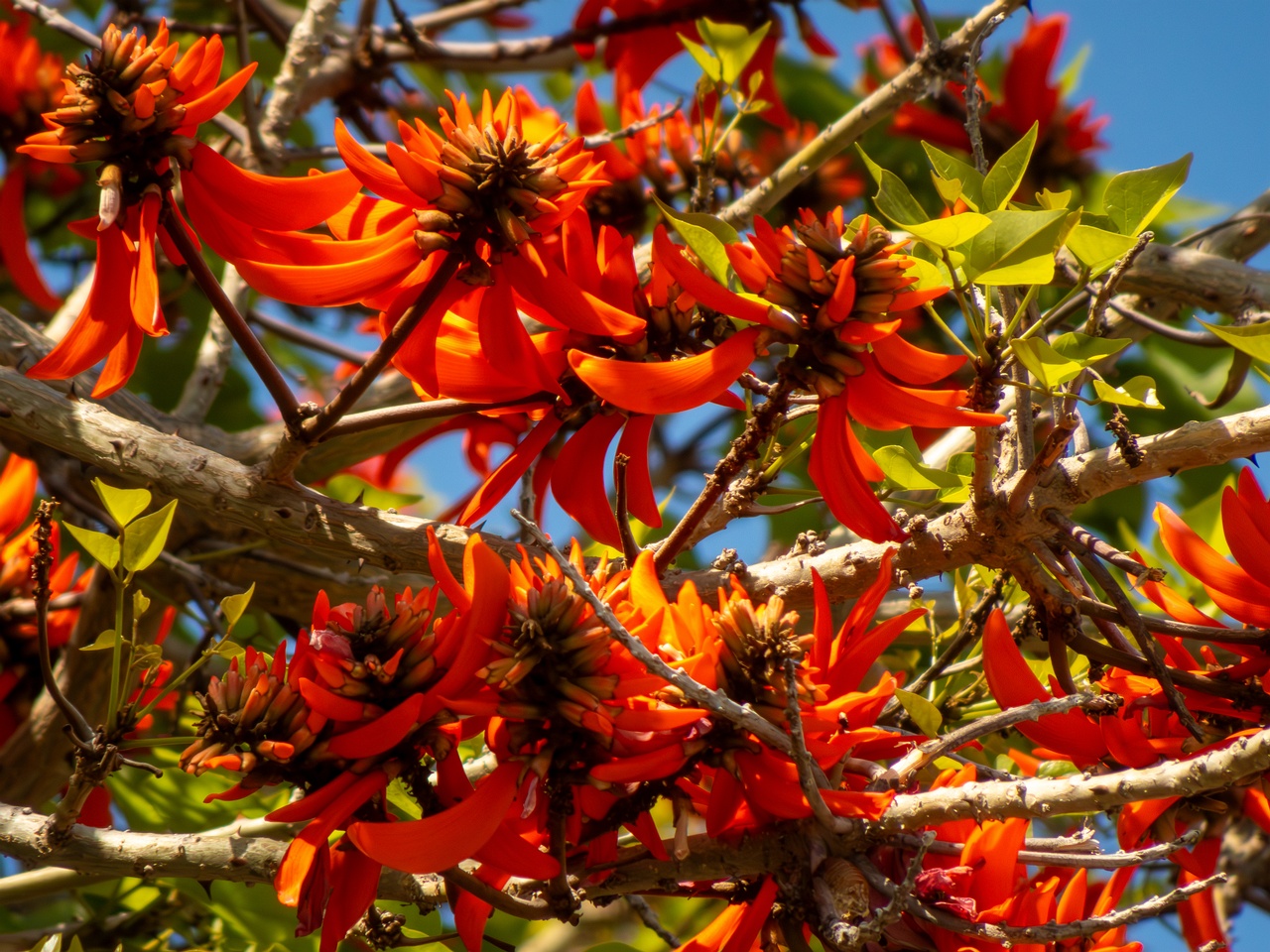 Erythrina lysistemon _2025-05-14_1-6