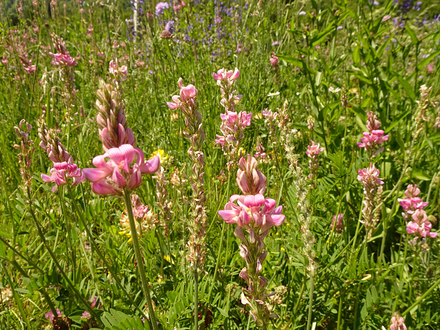 Эспарцет виколистный - Onobrychis viciifolia