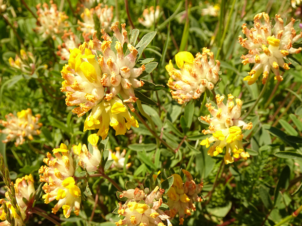Язвенник ранозаживляющий - Anthyllis vulneraria