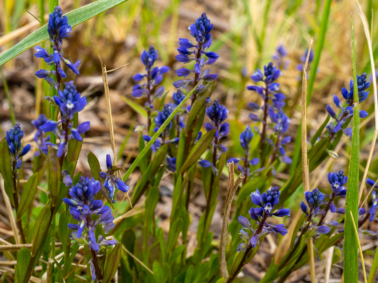 polygala-amarella_2023-05-21_1-1