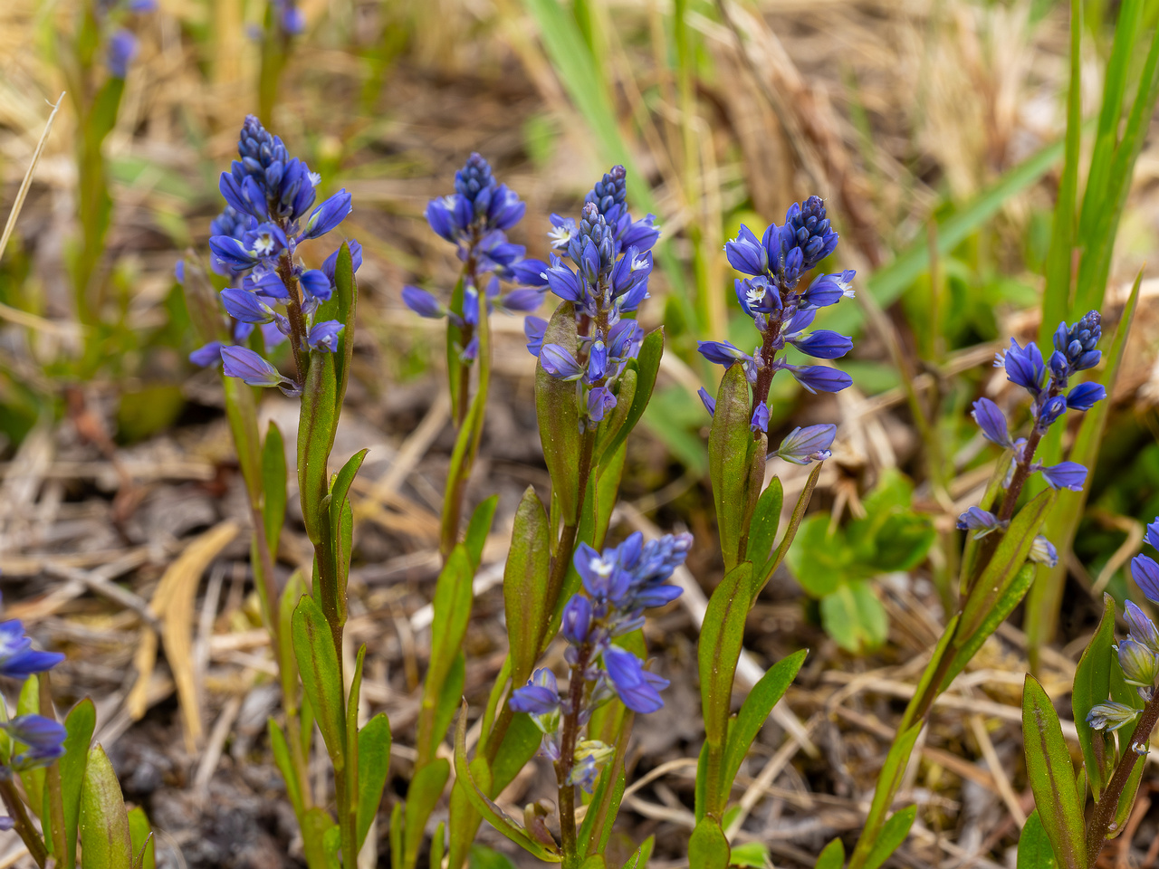 polygala-amarella_2023-05-21_1-2