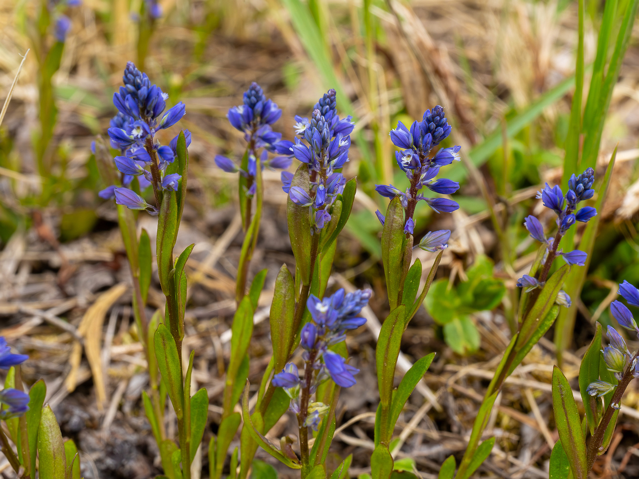 polygala-amarella_2023-05-21_1-3
