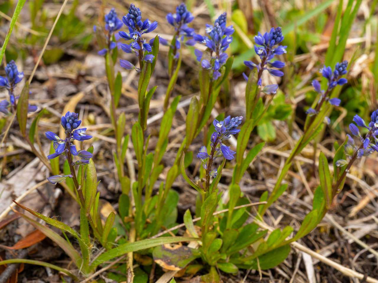 polygala-amarella_2023-05-21_1-5