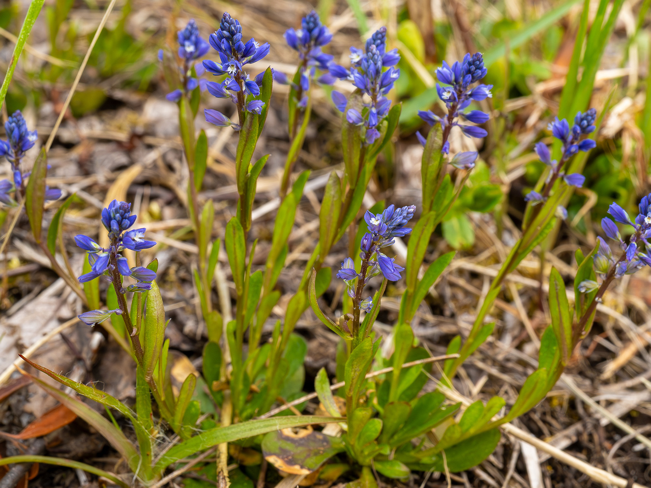 polygala-amarella_2023-05-21_1-6