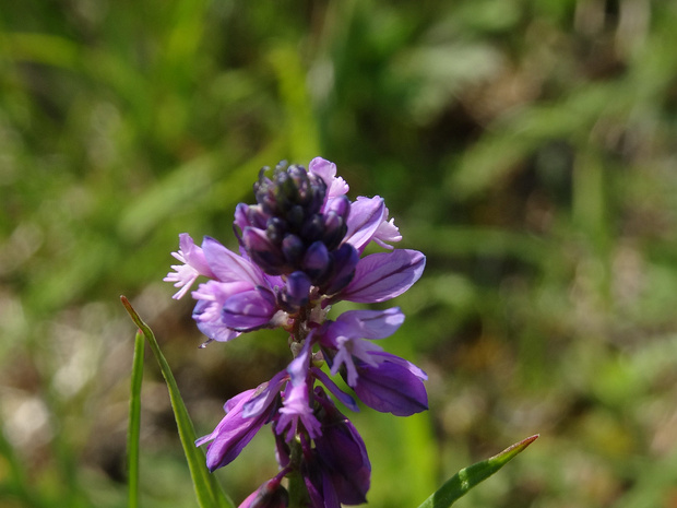 Истод обыкновенный - Polygala vulgaris