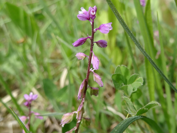 Истод хохлатый - Polygala comosa